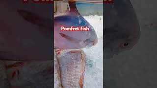 POMFRET FISH LOOKS LIKE seafood [upl. by Alyda]