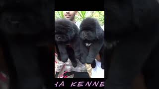 Black colour Newfoundland puppies available at Best price in india simhakennel newfoundland [upl. by Aciamaj611]