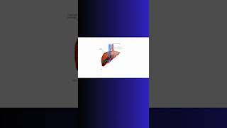 PORTAL HYPERTENSION LIVER BLOOD FLOW liver hepatic veins bloodpressure physiology cell [upl. by Atsev]