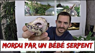 Jai incubé des oeufs de serpent  éclosion et suivis  La suite de laventure [upl. by Dettmer]