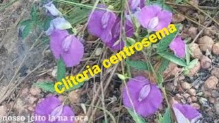 CLITORIA CENTROSEMA várias cores natureza [upl. by Lipfert]