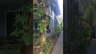 Beautiful garden at Sand Sea Resort Railay Beach Thailand [upl. by Adnov]