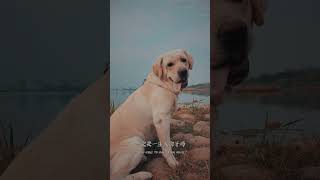 The Most Amazing Labrador Stories  Impaker [upl. by Aleen]