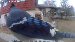 Daily Birdwatching  Netvue Birdfy Birdfeeder Cam  November 30 2024 [upl. by Colby986]