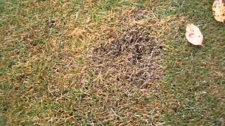 fall armyworms zoysia [upl. by Chiquita]