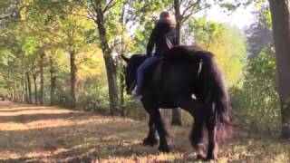 Belgian Draft Horse Gloria and Olympic artistic gymnast Senna Deriks poetic impression [upl. by Ailecra]