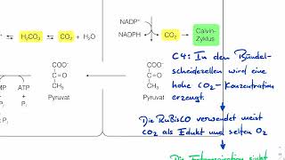 Fotosynthese bei C4 Pflanzen [upl. by Ieluuk117]