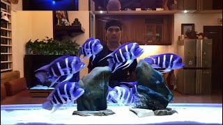 Top 5 Beautiful Frontosa Fish Tanks  Clean Frontosa Cichlids Aquarium [upl. by Unders17]