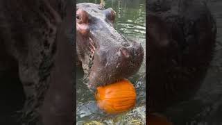 Retired Movie Star Hippo Chomps Down a Thanksgiving Treat at Florida Wildlife Park [upl. by Tolley]