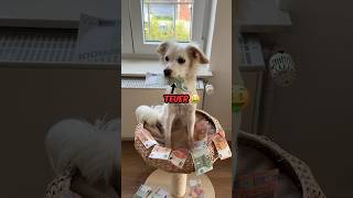 100€ Snacks vs 0€ Futter 🙀 hund vlog tiere wuffzessin shorts [upl. by Steinman]