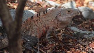 Ctenosaura similis John H Baltodano Calvo [upl. by Cinomod]