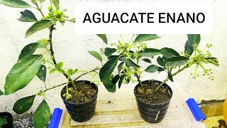 TECNICA PARA TENER AGUACATES ENANOS LLENOS DE FLORES [upl. by Lledraw]