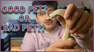 WESTERN HOGNOSE SNAKE Pros and Cons [upl. by Buiron156]