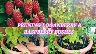 Pruning Loganberry and Respberey bush  Growing Loganberry and raspberry bushes in containers [upl. by Lantz140]