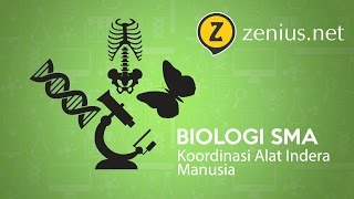 Koordinasi Alat Indera Manusia Biologi SMA Kelas 11 [upl. by Oakleil109]