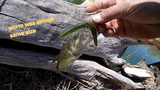 spring Bass Fishing City pond Wacky wormBandido bug [upl. by Elrebma918]