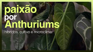 Papo sobre ANTHURIUM para o Colecionador novos híbridos polinização e cultivo ideal [upl. by Arrakat839]