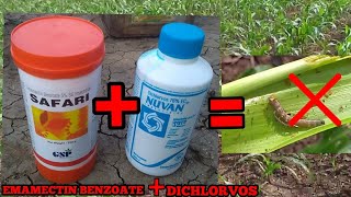 NUVANDichlorvos 76�  SAFARIEmamectin Benzoate 5  INSECTICIDE WITH PROOF मक्का की फसल [upl. by Lennaj953]