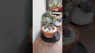 Succulent Tips Easy Repotting Technique For Cacti🌵succulents cactusrepotting [upl. by Lamrej]