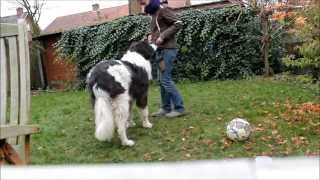 Trick training with Landseer ECT Indra [upl. by Marmaduke733]