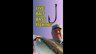 Live Bait Bass Fishing [upl. by Anehsuc]