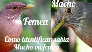 sabia laranjeira macho ou femea como identificar [upl. by Anirav]