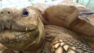 African spurred tortoise Geochelone sulcata [upl. by Waylen]