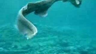 Rare Prehistoric Frilled Shark in Japan [upl. by Debbi927]