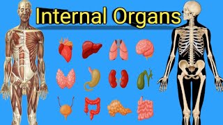 Human Internal Organs [upl. by Gnni]