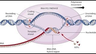 Patología de Robbins Capitulo 7  Neoplasias Parte 3  Bases moleculares del cáncer [upl. by Aridatha]