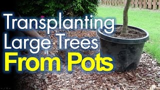 Transplanting Potted Trees Made Easy [upl. by Holden]