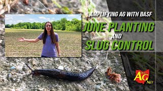 Amplifying Ag with BASF June planting and slug control [upl. by Etnomal]