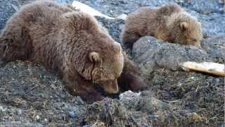 Kodiak Bears Feeding on a Whale Carcass part 2 [upl. by Aronek]