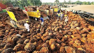 Tons of Oil Palm Fruit Harvesting by Machine  Palm Oil Processing in Factory  Palm Oil Production [upl. by Anale]