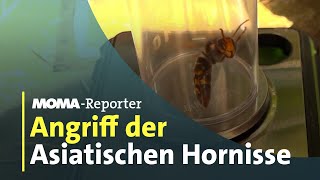 Gefahr für Bienen Die Asiatische Hornisse  ARDMorgenmagazin [upl. by Adeirf635]