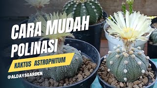 Cara mudah polinasi atau mengkawinkan kaktus Astrophytum [upl. by Alyekahs]