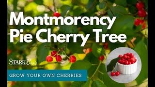 Montmorency Cherry Tree  Great for Pies Jellies and Jams  Grow Your Own with Stark Bros [upl. by Nitza481]