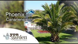 Phoenix Canariensis with Peter McDermott [upl. by Lady]