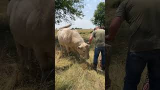 Feeding a Massive Bull Dont Mess With Him bull cattle cow shorts [upl. by Marmawke]