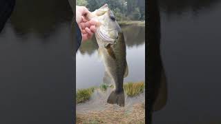 Caught some bass on my new baitcaster bassfishing fishing fish [upl. by Ard]