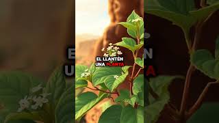 💥🌱 Top 3 Plantas Para Dejar el Tabaco 🌱💥 [upl. by Silevi]