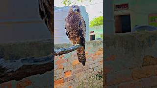 Baz 🦅Juvenile Whitetailed Kite rough landing birdsshortsvideovairalvideo MrimranRazvlogs [upl. by Erroll]