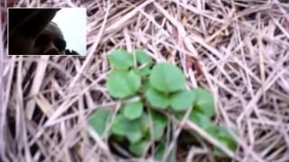 Valerian Plant Identification [upl. by Ermine631]