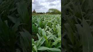 मका लागवड  Maka lagwad mahiti  Maize crop  maka lagwad kashi karavi  viral shortvideo trendin [upl. by Ana166]