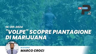 Tg Prealpinait 10092024  quotVolpequot scopre piantagione di marijuana [upl. by Gervais]