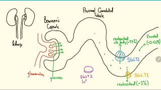 SGLT2 Inhibitors Explained in 3 Minutes [upl. by Haroved579]