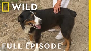 The Fourth of PolLy Full Episode  The Incredible Dr Pol [upl. by Charters290]