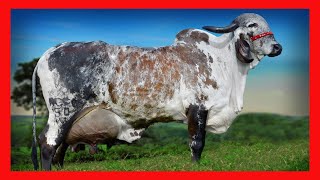 🏆 GYR LECHERO 🔴 DATOS CURIOSOS ✅ Vacas Lecheras cow [upl. by Toney771]