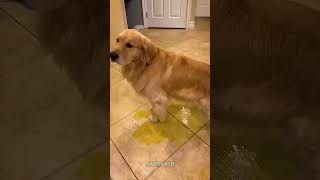 Dog Pees Uncontrollably After Holding It In for Too Long [upl. by Larry703]