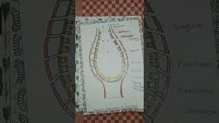 Zoology Assignment Paper First  Topic Canal System In Porifera  BSc Third Year Fiveth Semester [upl. by Camel]